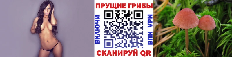 Галлюциногенные грибы Psilocybine cubensis  Курчалой 